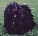 A puli