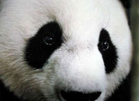 Forr�s: WWF