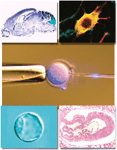 Forr�s: Cancer Research