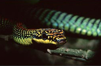 Forr�s: flyingsnake org.