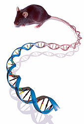 Forr�s: National Human Genome Research Institute