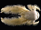 Forr�s:Ifremer/A. Fifis
