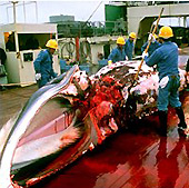 Forr�s: SeaShepherd/Marc Votier