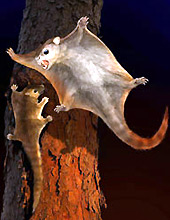 Forr�s: amnh.org/Chuang Zhao/Lida Xing