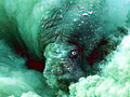 Forr�s: G�ran Ehlm�/Shell Wildlife Photographer of the Year