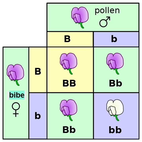 Wikimedia Commons