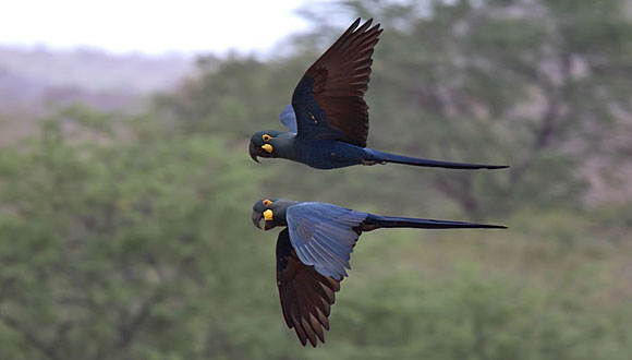 Forr�s: Andy and Gill Swash/WorldWildlifeImages/IUCN
