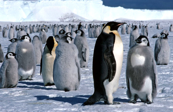 Forr�s: British Antarctic Survey