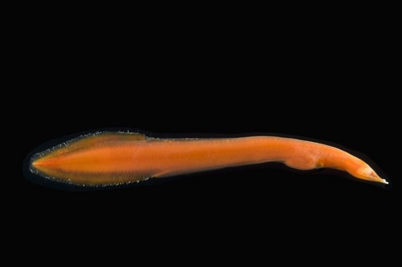 Forrás: Census of Marine Life/MAR-ECO Forrás: Census of Marine Life/MAR-ECO