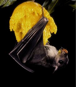 Merlin D Tuttle, Bat Conservation International Merlin D Tuttle, Bat Conservation International