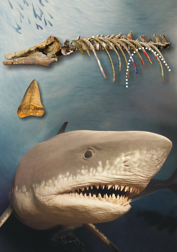 Forr�s: Palaeontology