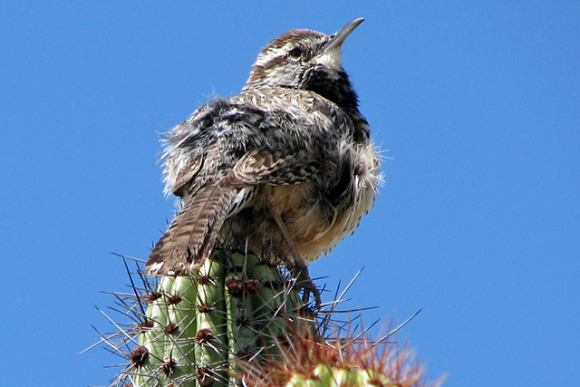 Forr�s: Arizona-Sonora Desert Museum