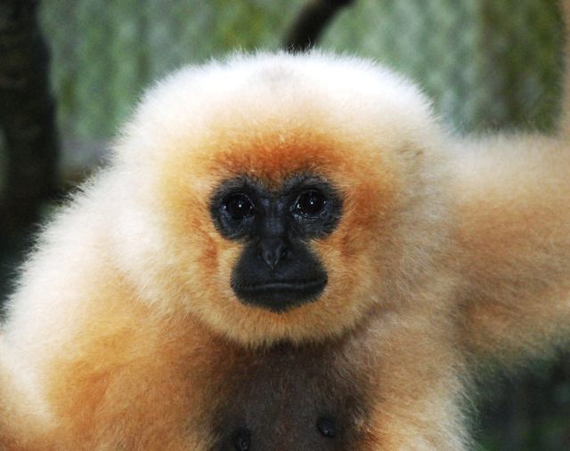 Forr�s: Tilo Nadler, Endangered Primate Rescue Center, Vietnam