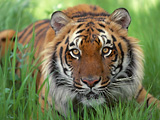 India: A tigris birodalma