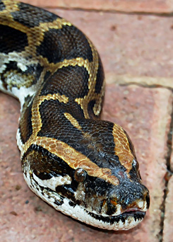 Forrás: Fotopedia.com Forrás: Fotopedia.com