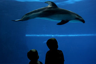 Forr�s: AFP/Jeff Haynes