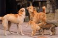 Forr�s: Im In Hak/www.jindos.com